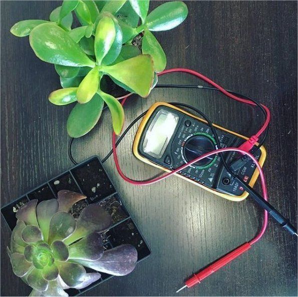 Electricidad generada por plantas